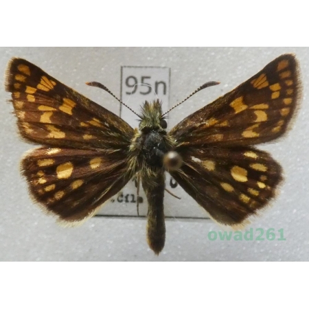 Carterocephalus palaemon (Pallas, 1771) Kosternik palemon Czech95n